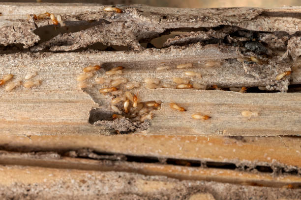 Best Termite Control Services  in Alamosa, CO