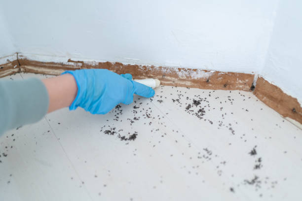 Best Pest Prevention Services  in Alamosa, CO